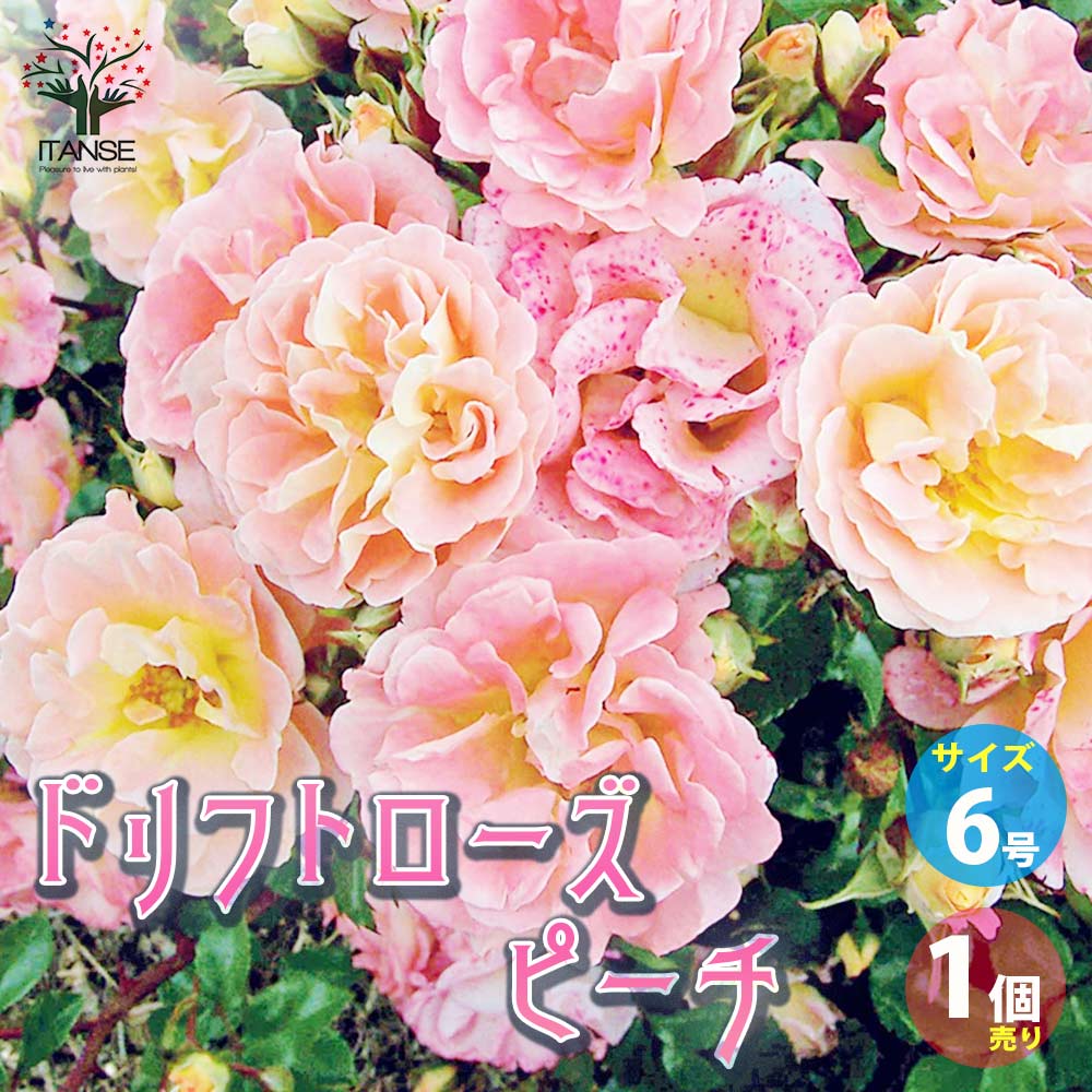 バラ苗　ドリフトローズ ピーチドリフト ドリフトローズ：ピーチドリフト6号ポット植え の通販 | 園芸ネット