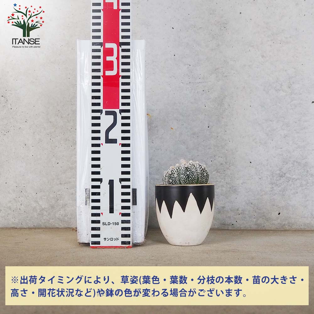 アストロフィツム スーパー兜(カブト)【多肉植物 お洒落な3号陶器鉢／1