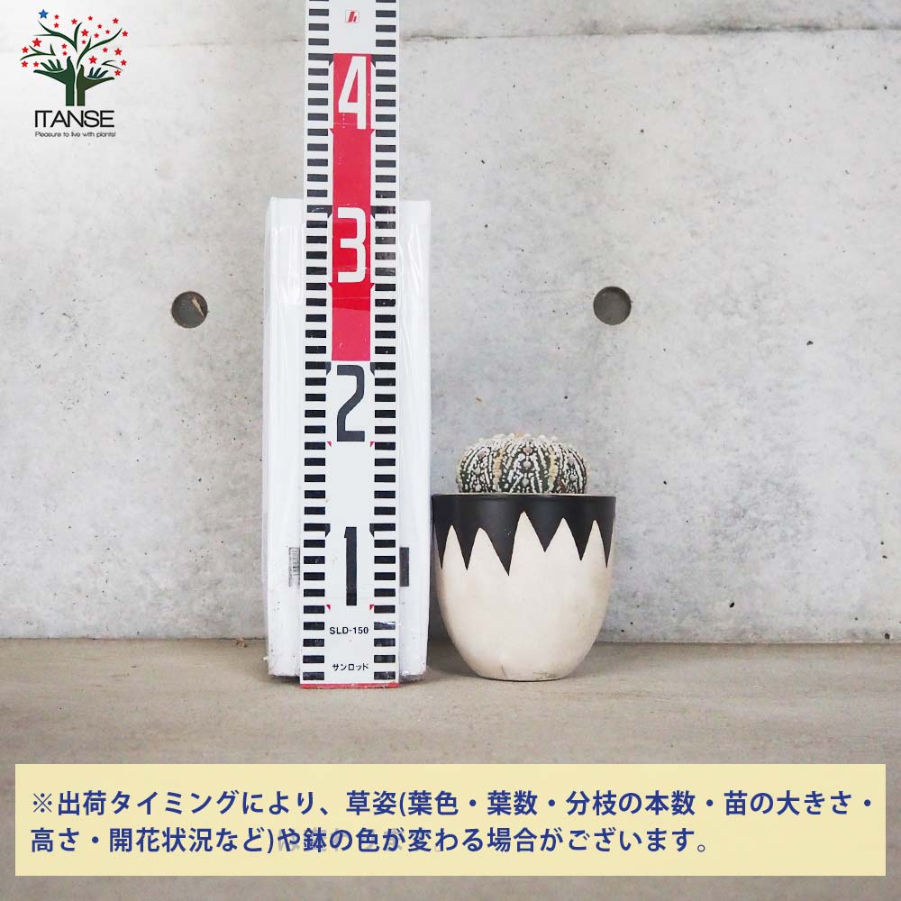 アストロフィツム 兜丸(カブトマル)【多肉植物 お洒落な3号陶器鉢／1個