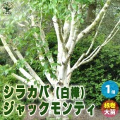 白樺(シラカバ) ジャックモンティ【庭木 不織布ポット大苗／1個売り】|植木・花木
