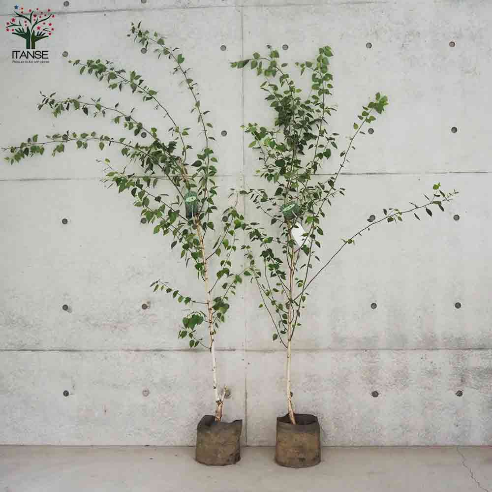 シャラの木(ナツツバキ) 白樺ジャクモンティー苗木 2種セット 人気の