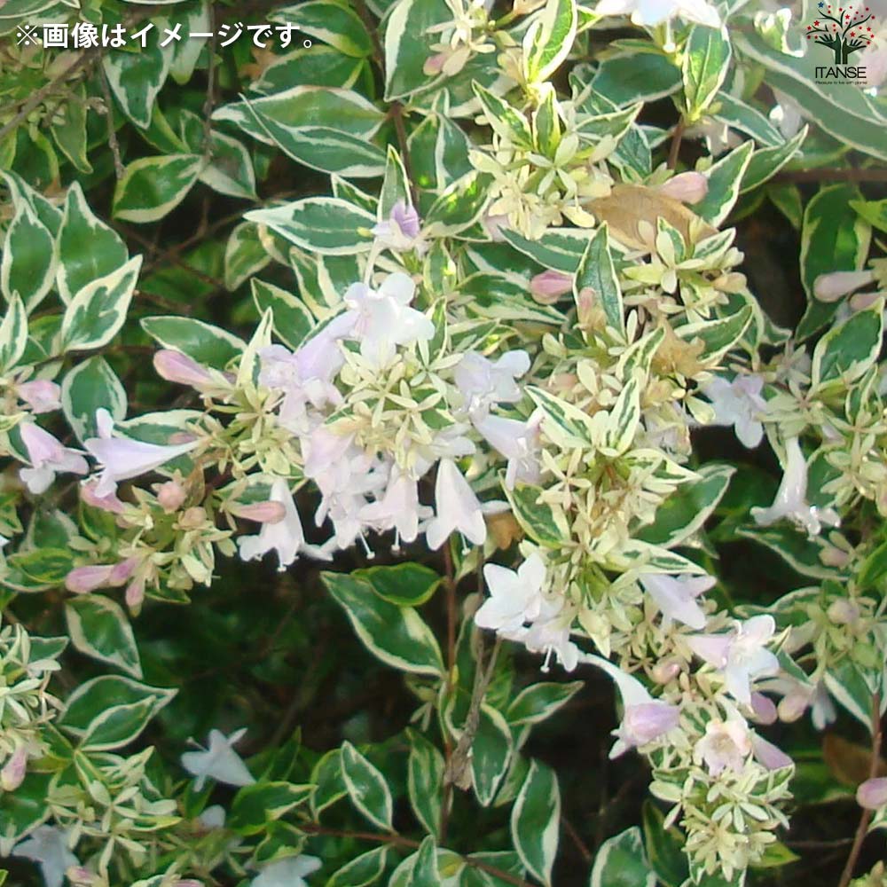 アベリア ホープレイズ【花苗 大苗8号鉢/1個売り】| 【植物のITANSE】全品送料無料・即出荷!