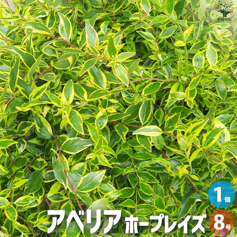アベリア ホープレイズ【花苗 大苗8号鉢／1個売り】