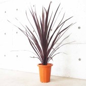 コルディリネ ブラックナイト【花苗 大苗7号鉢／1個売り】|花苗
