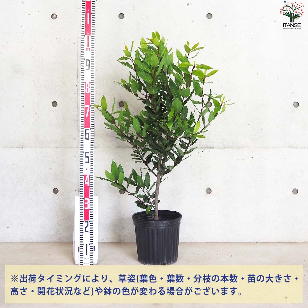 月桂樹(ゲッケイジュ) ボサ造り【花苗 7号鉢／1個売り】｜ 【植物の