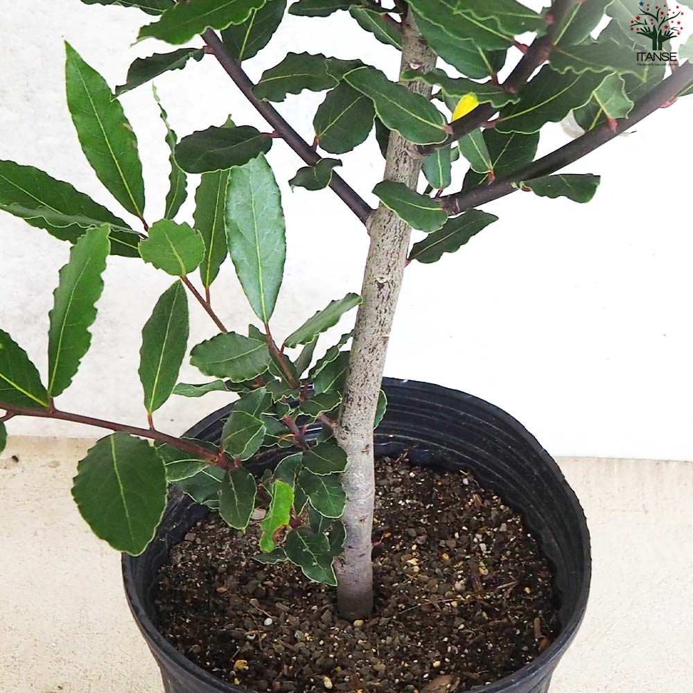 月桂樹 ゲッケイジュ(月桂樹)｜庭造りや生垣などの植木のご相談はガーデニング
