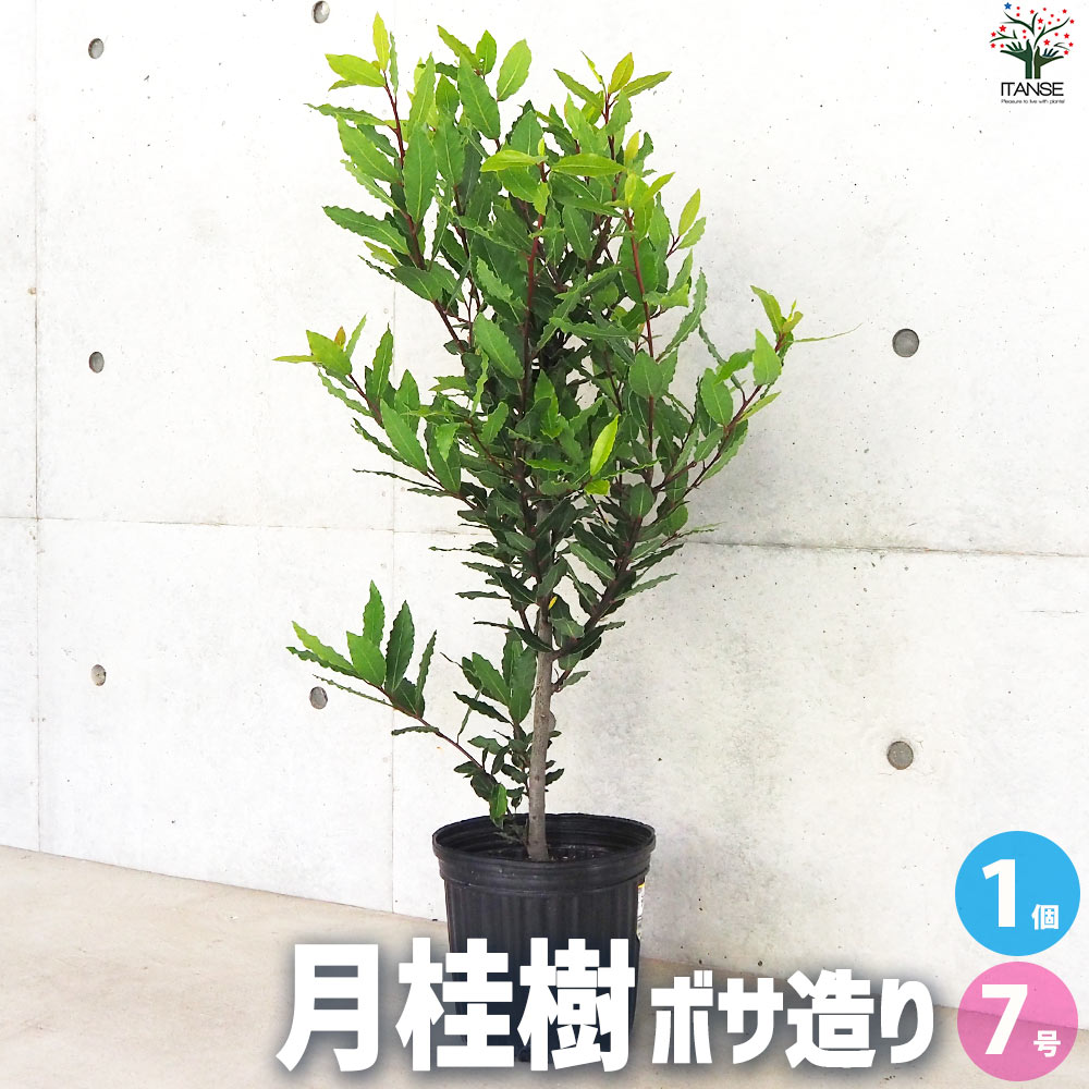 月桂樹(ゲッケイジュ) ボサ造り【花苗 7号鉢／1個売り】｜ 【植物の