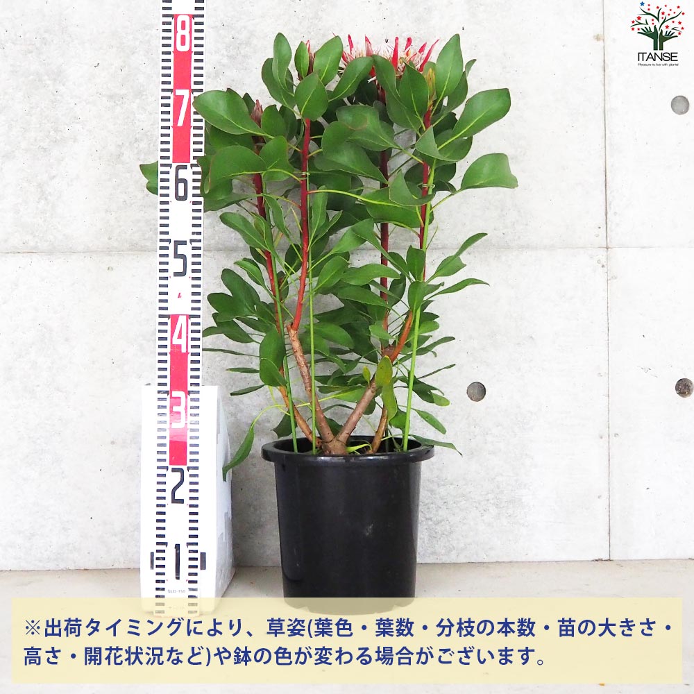 キングプロテア リトルプリンス【花苗 大苗8号鉢／1個売り