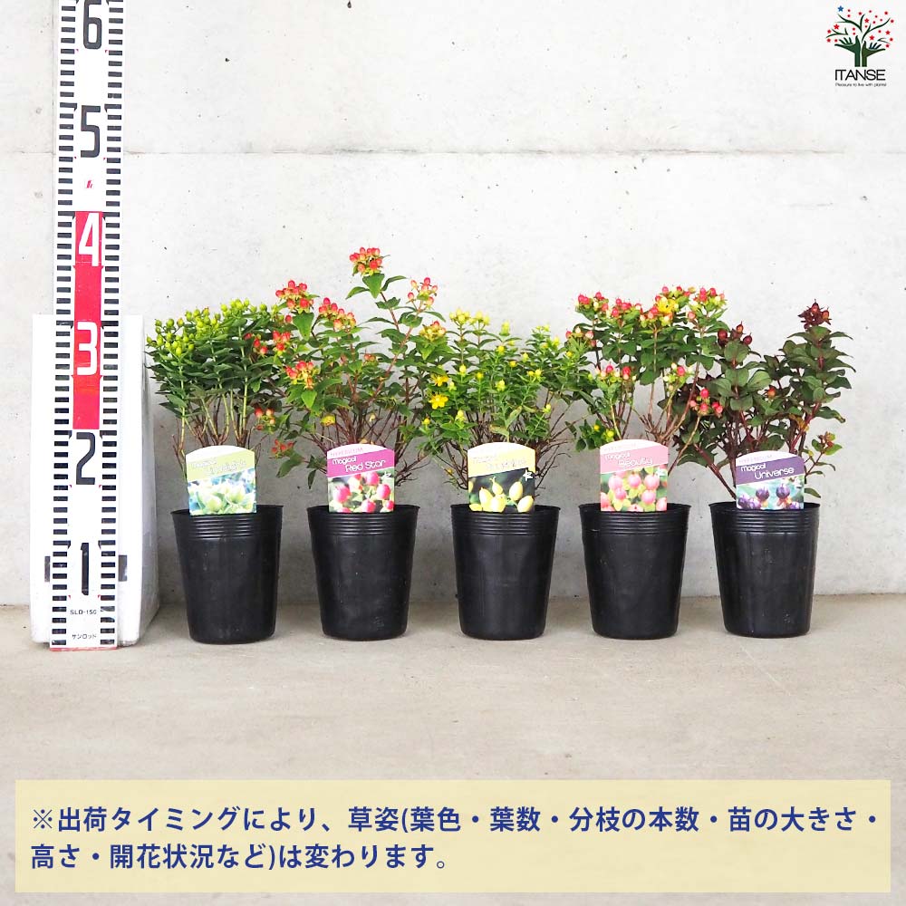 ヒペリカム マジカルシリーズ 5品種各1個【花苗 3.5号ポット