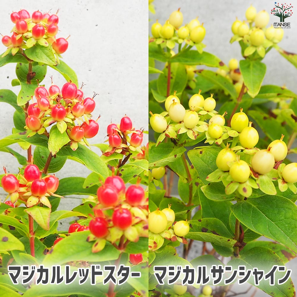 ヒペリカム マジカルシリーズ 5品種各1個【花苗 3.5号ポット／お買い得