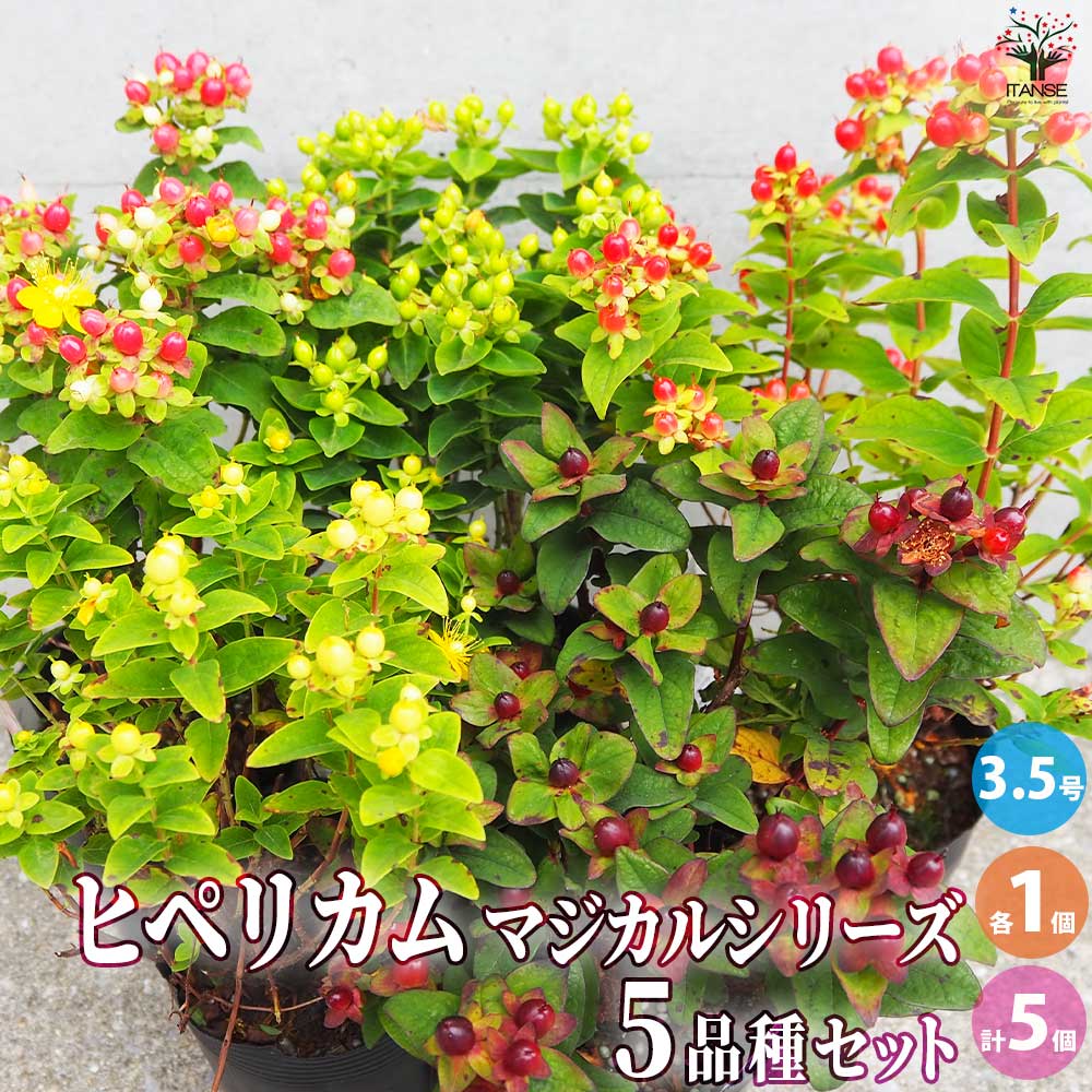 ヒペリカム マジカルシリーズ 5品種各1個【花苗 3.5号ポット／お買い得