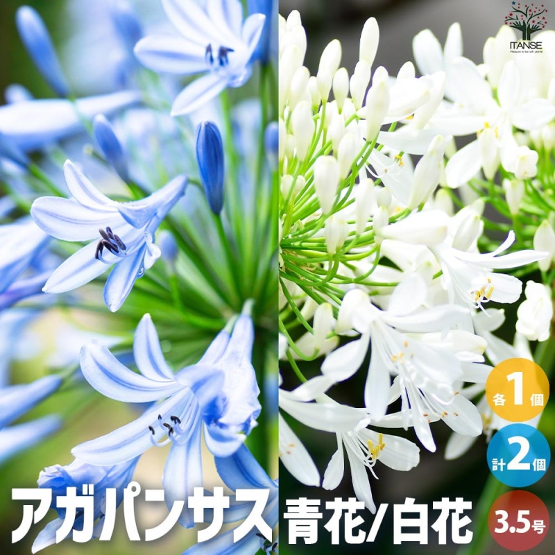 ③*:ஐラベンダーブルーと白の２色咲き*:ஐアガパンサス・苗【エニグマ】４号 ③*:ஐラベンダーブルーと白の2色咲き*:ஐアガパンサス・苗
