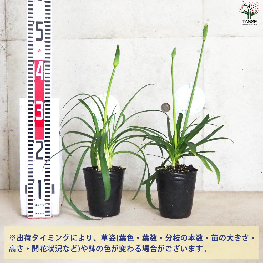 アガパンサス 青花・白花セット 2品種各1個【花苗 3.5号ポット