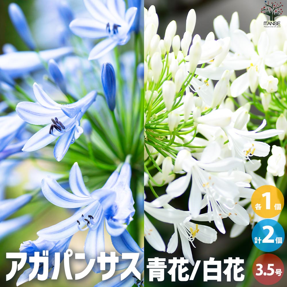 アガパンサス 青花・白花セット 2品種各1個【花苗 3.5号ポット／お買い得2個セット】