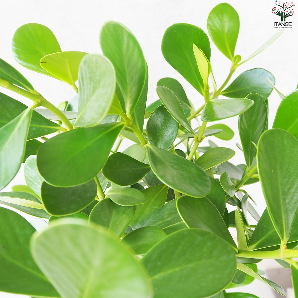 クルシア【観葉植物 7号鉢／1個売り】｜ 【植物のITANSE】全品