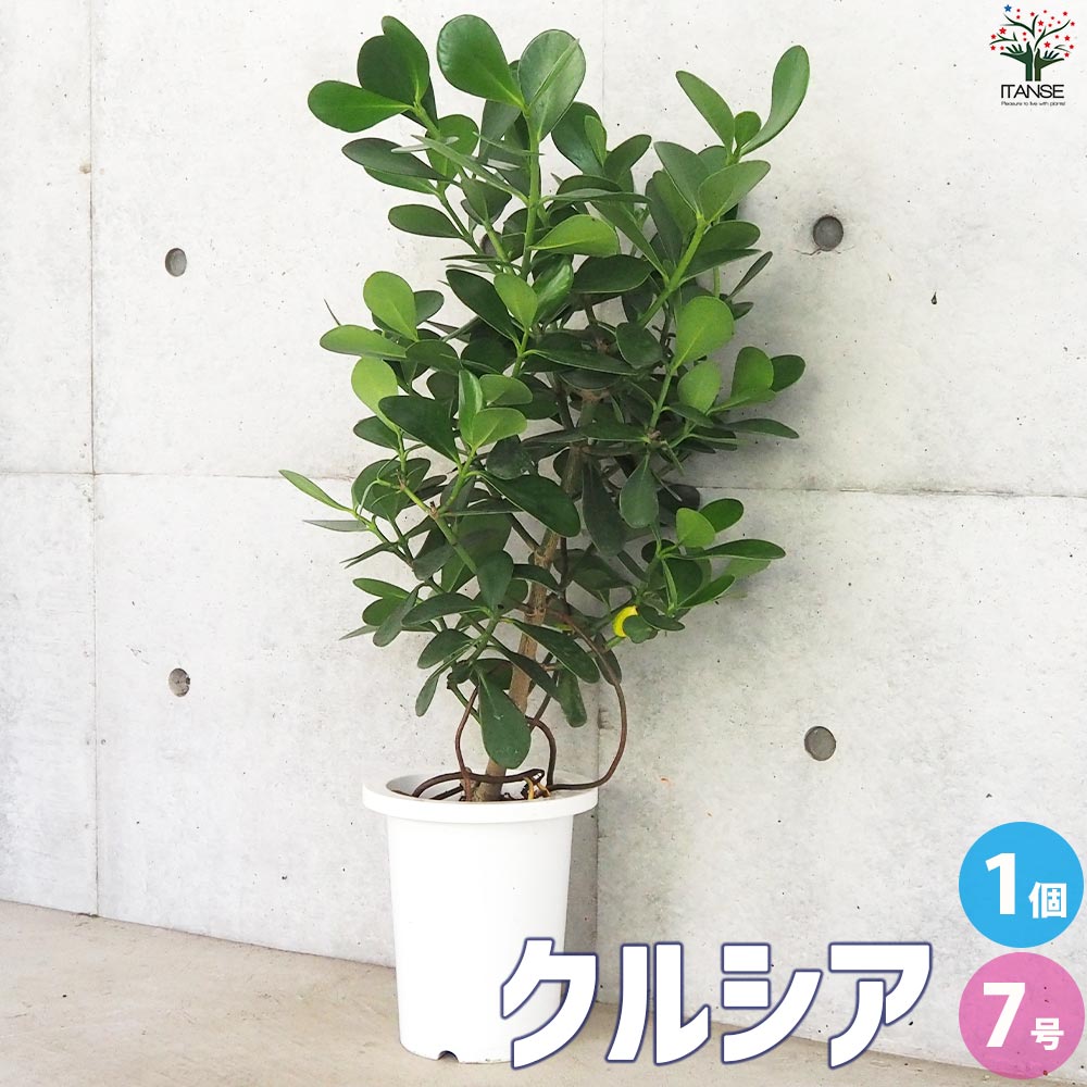 クルシア【観葉植物 7号鉢／1個売り】