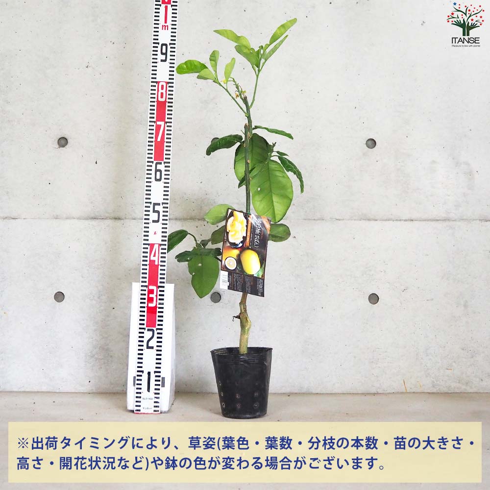 柑橘の苗 ザボン 晩白柚(バンペイユ)【果樹の苗木 15cmポット 1年生