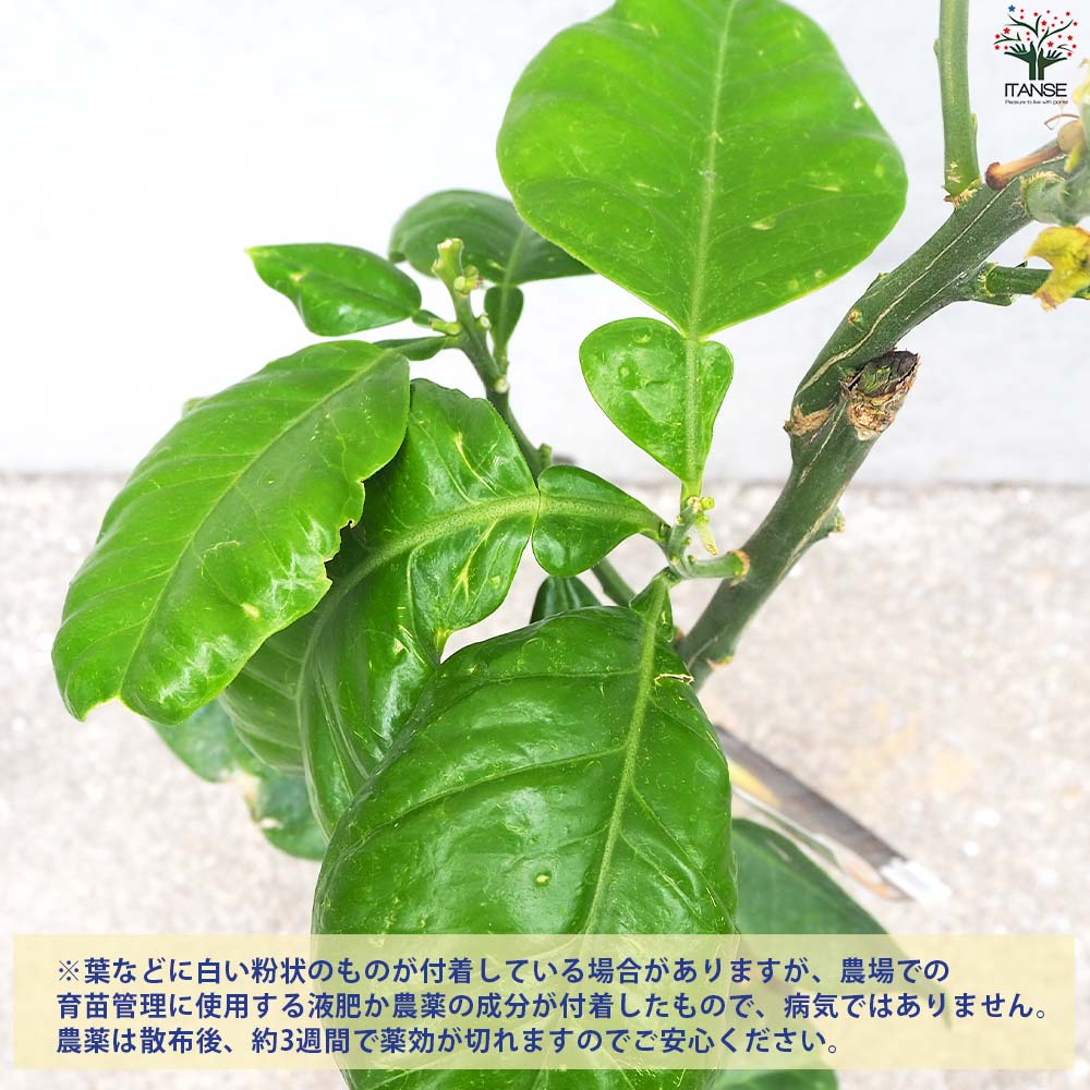 柑橘の苗 ザボン 晩白柚(バンペイユ)【果樹の苗木 15cmポット 1年生