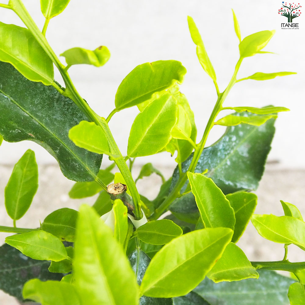 柑橘の苗 大和橘(ヤマトタチバナ)【果樹の苗木 15cmポット 1年生 接木