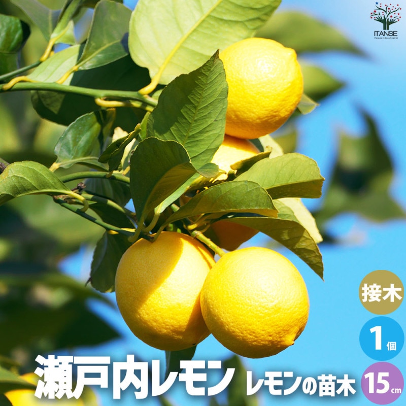 レモン｜【植物のITANSE】全品送料無料・即出荷!