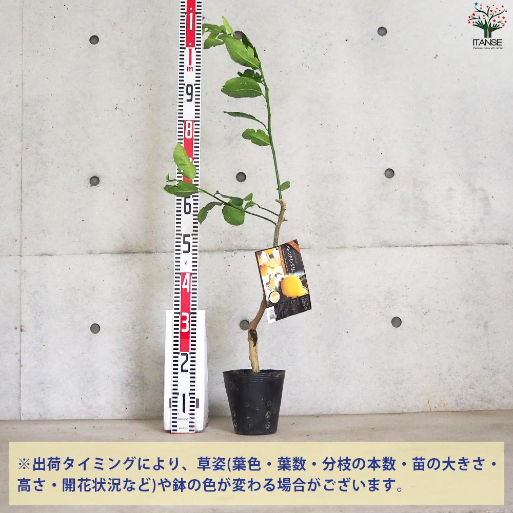 果樹 約1.3メートル　ライム苗木 果樹 約1.3メートル ライム苗木