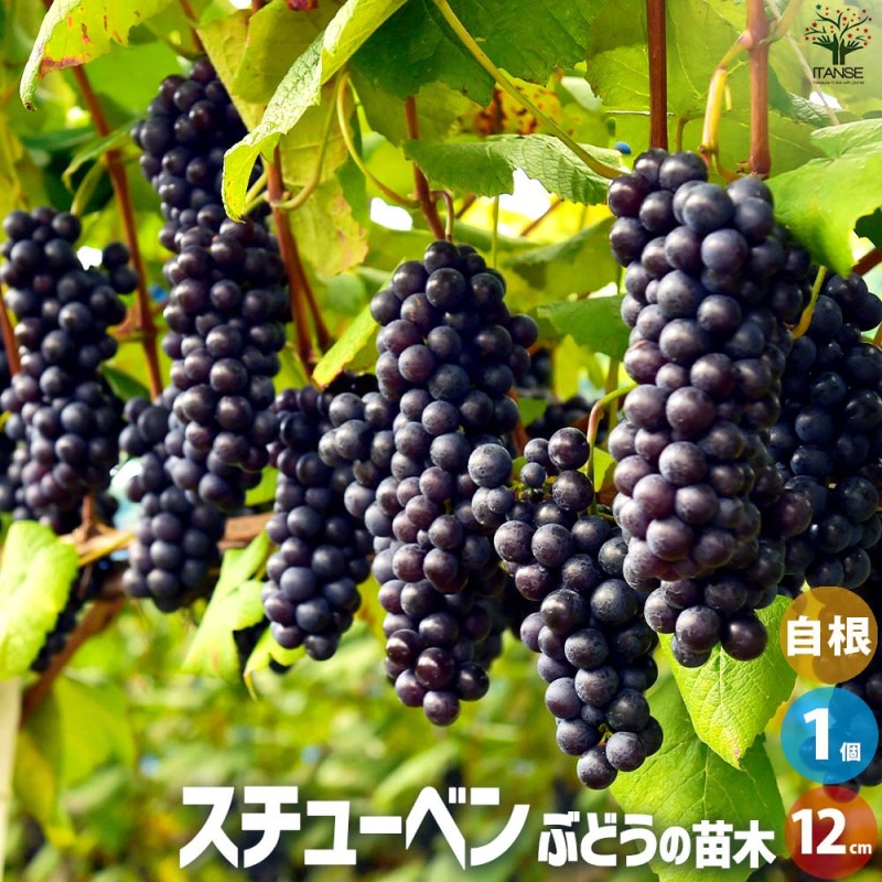 ロンガン(竜眼・リュウガン)の苗木 大鵜円龍眼(タイウェンリュウガン