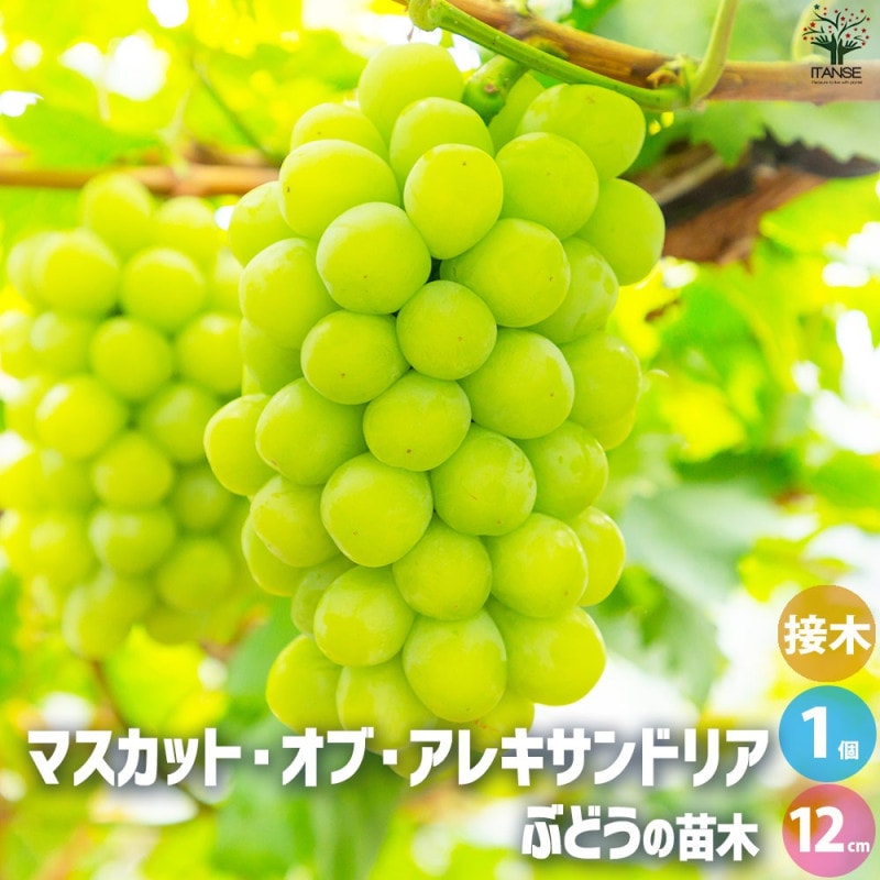 ぶどうの苗 品種：ネオマスカット【果樹の苗木 4～5号ポット／1個売り