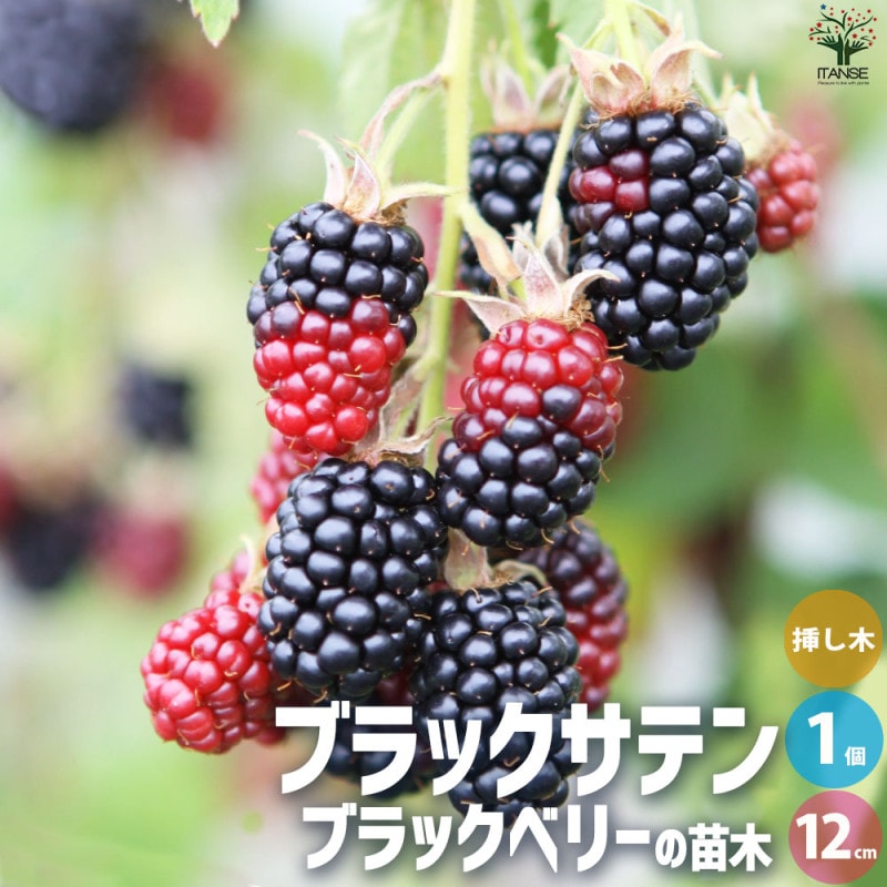 椿(ツバキ)の苗木 品種：小夜侘助(サヨワビスケ)【庭木 4.5号