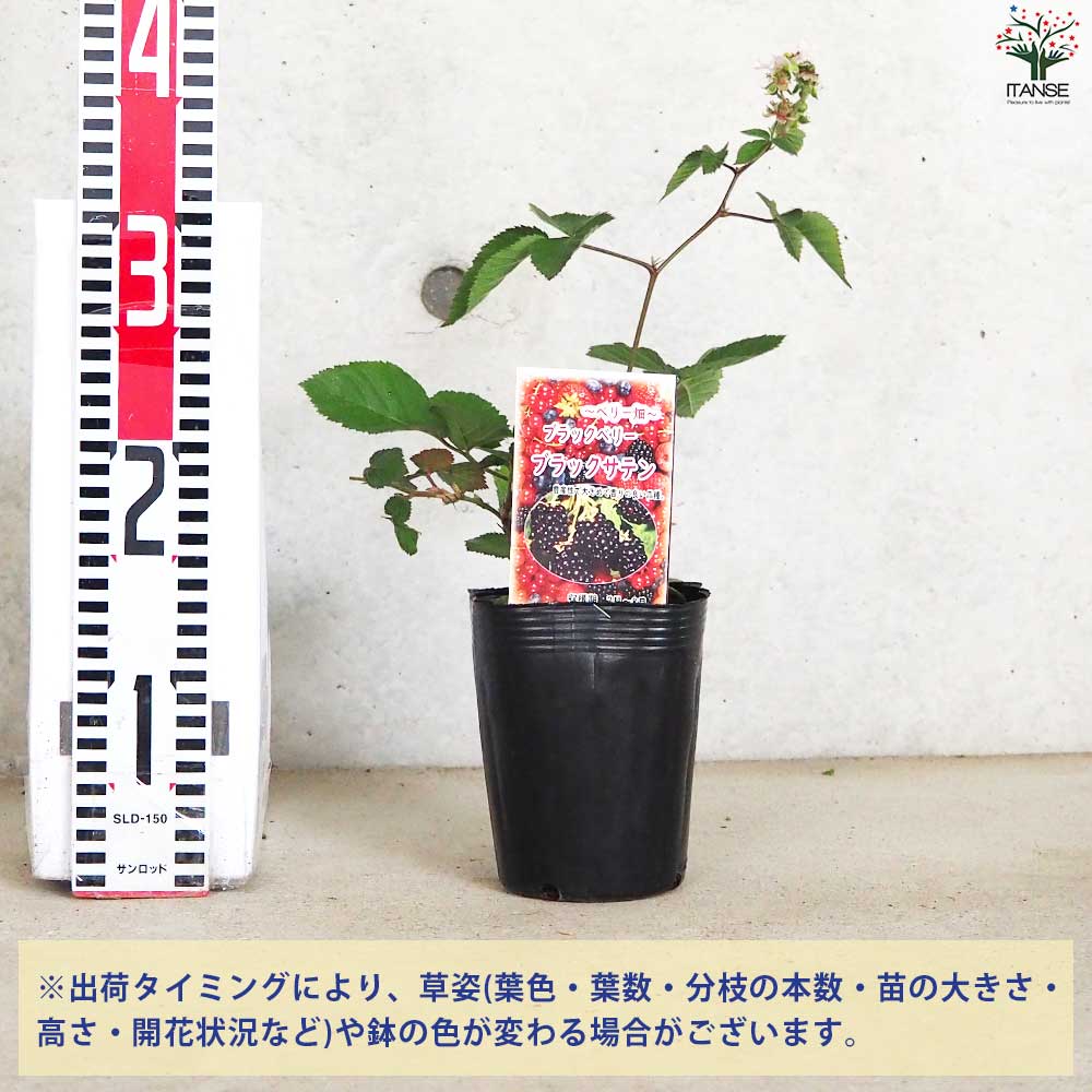 ブラックベリーの苗木 ブラックサテン【果樹の苗 12cmポット 1