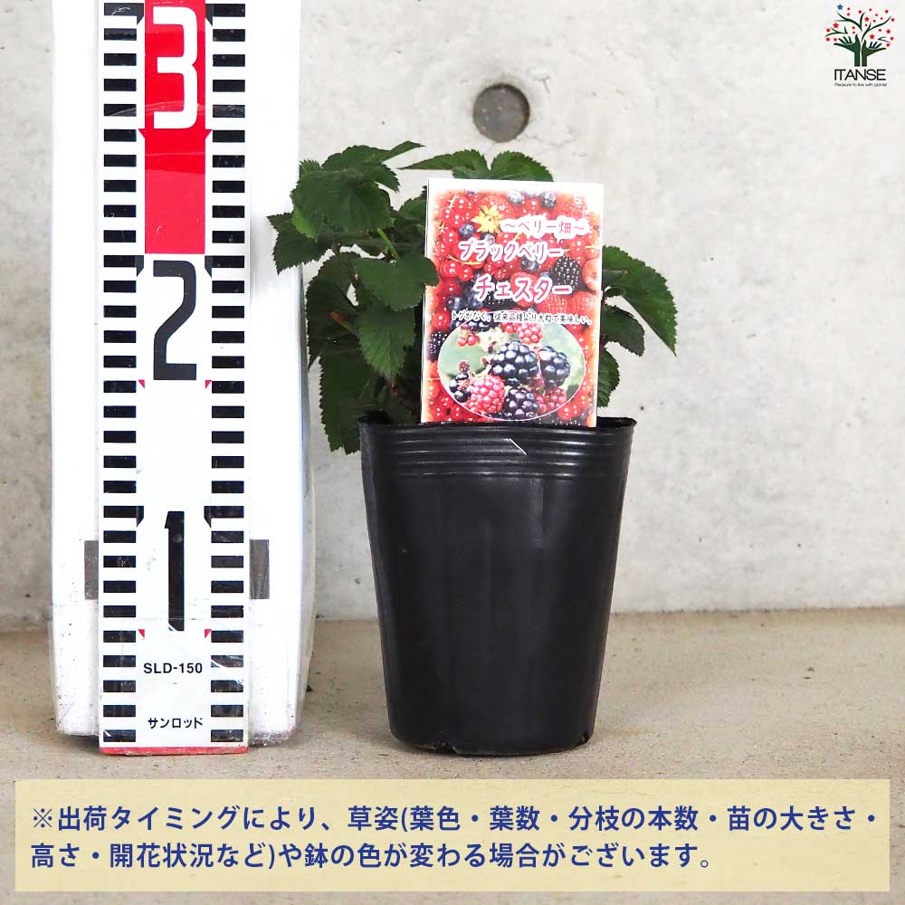 ブラックベリーの苗木 チェスター【果樹の苗 12cmポット 1年生 挿し木