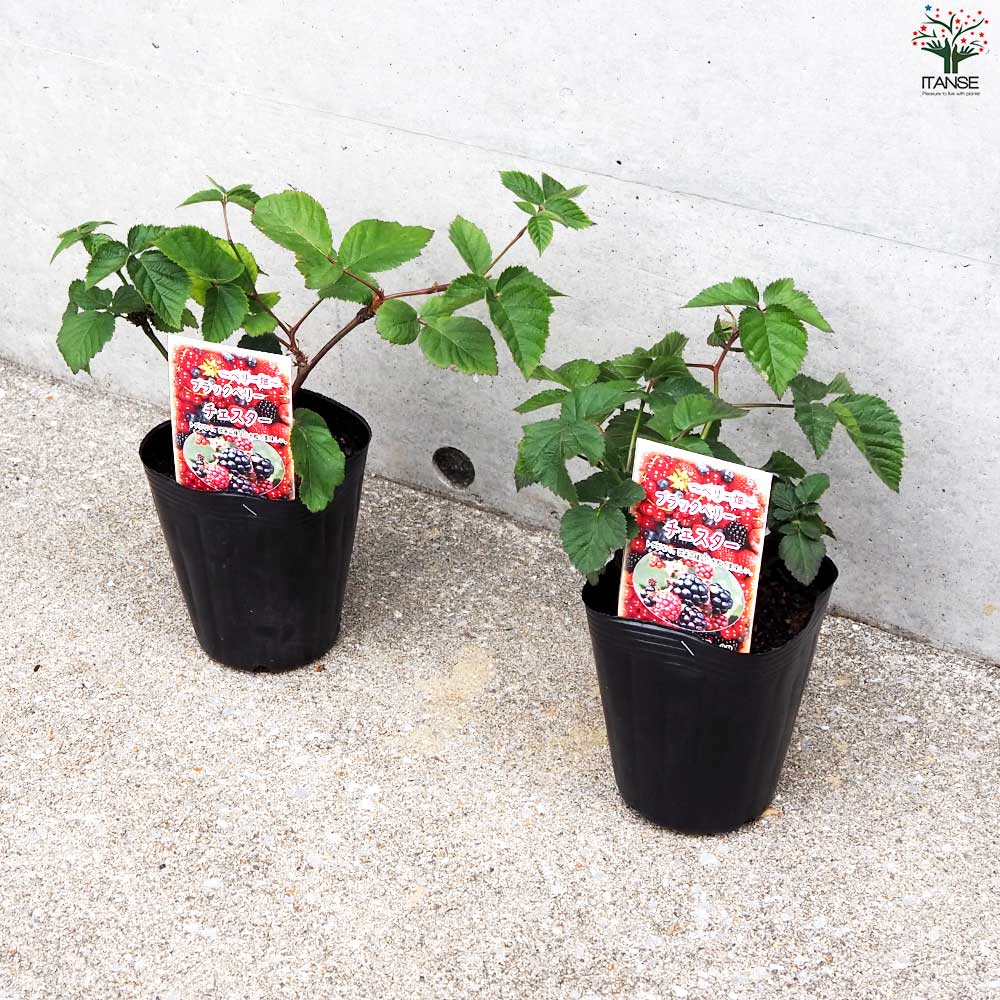 ブラックベリーの苗木 チェスター【果樹の苗 12cmポット 1年生 挿し木