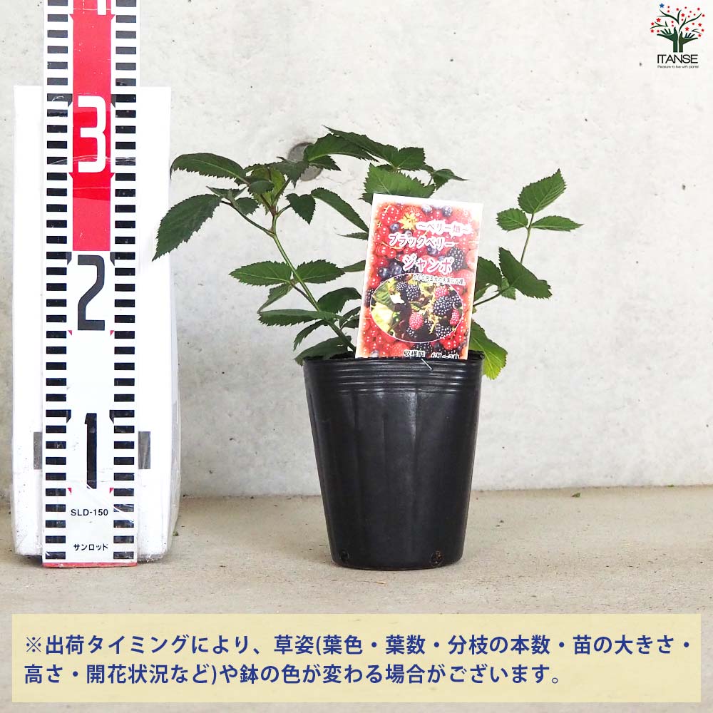 isoyan555さま専用　生ブラックベリーご予約ページ Amazon.co.jp: 【生 フレッシュ ブラックベリー】新鮮 680g(340g