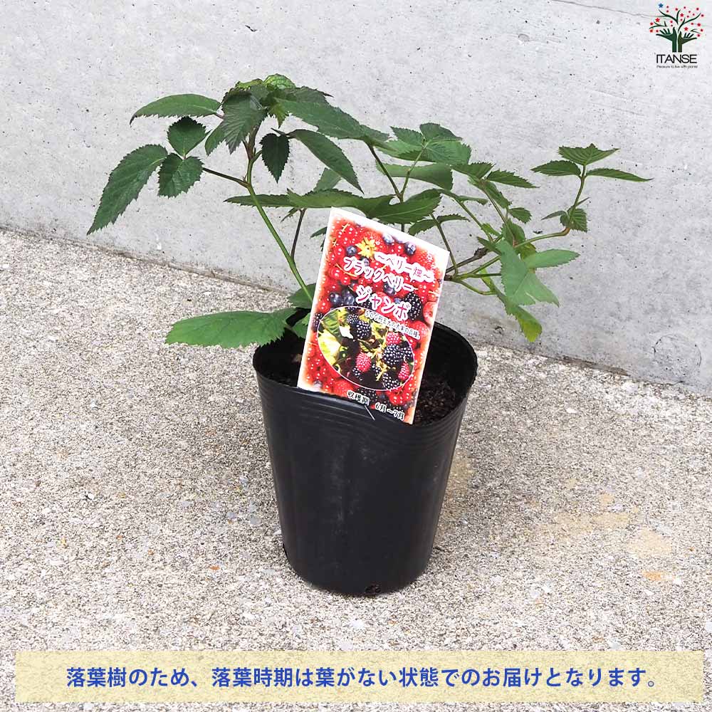 ブラックベリーの苗木 ジャンボ【果樹の苗 12cmポット 1年生