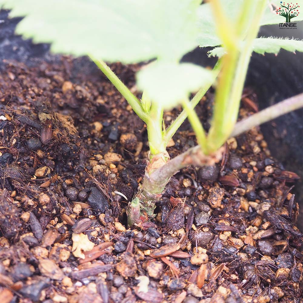 ブラックベリーの苗木 ジャンボ【果樹の苗 12cmポット 1年生 挿し木苗