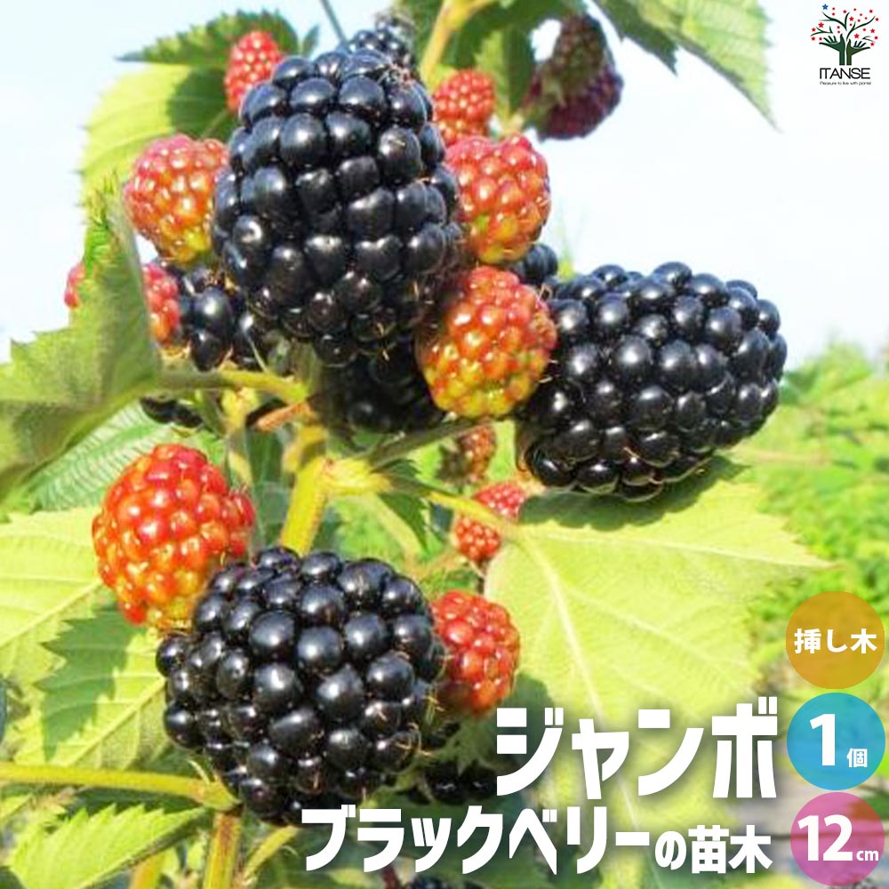 【美品】ブラックベリーQ10 楽天市場】ブラックベリー 苗 サテンブラックの通販