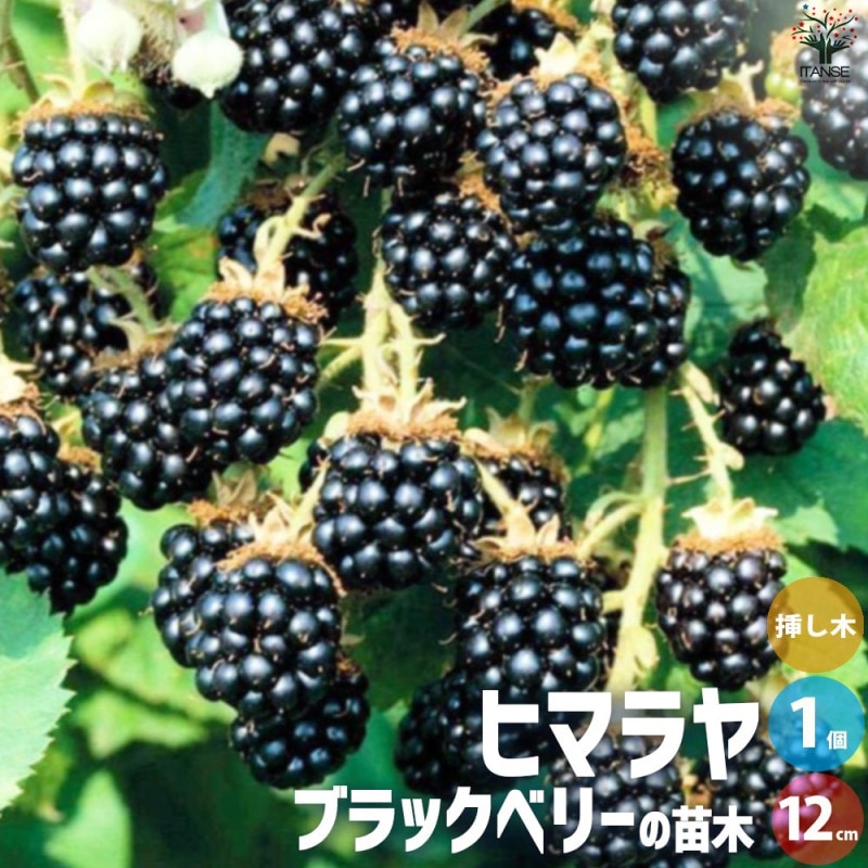 ブラックベリーの苗木 ジャンボ【果樹の苗 12cmポット 1年生 挿し木苗