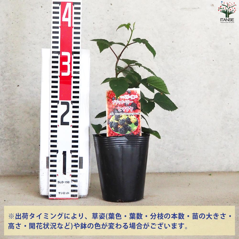ブラックベリーの苗木 ヒマラヤ【果樹の苗 12cmポット 1年生 挿し木苗