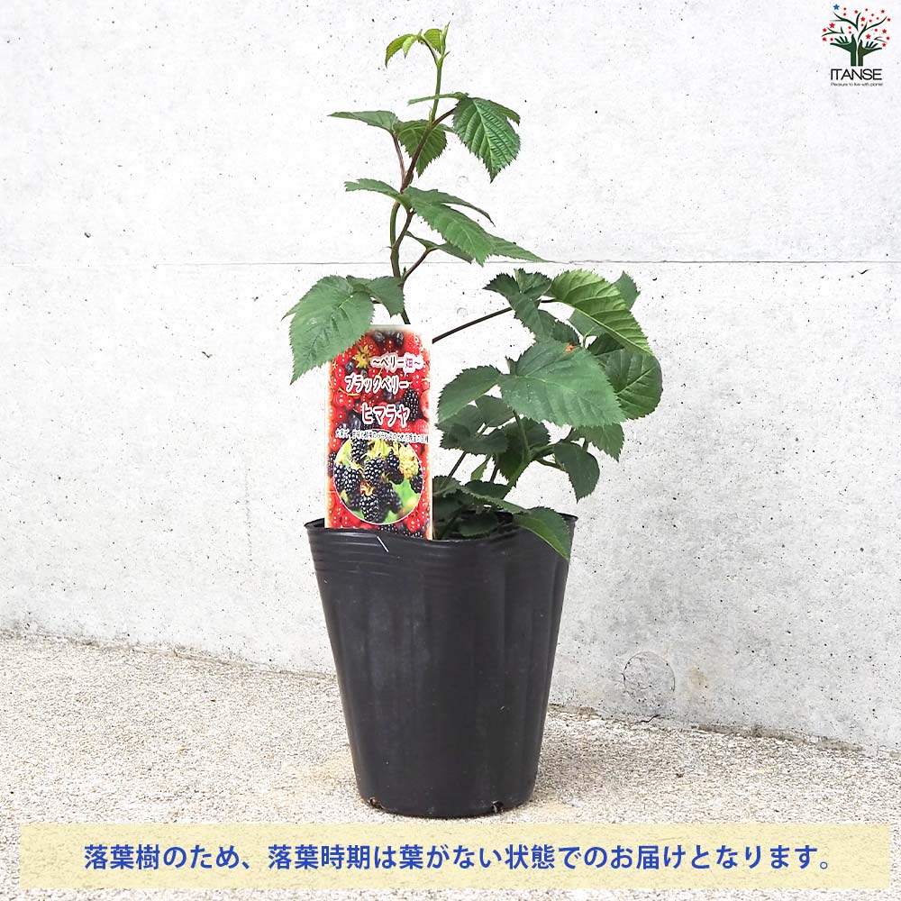 ブラックベリーの苗木 ヒマラヤ【果樹の苗 12cmポット 1年生 挿し木苗
