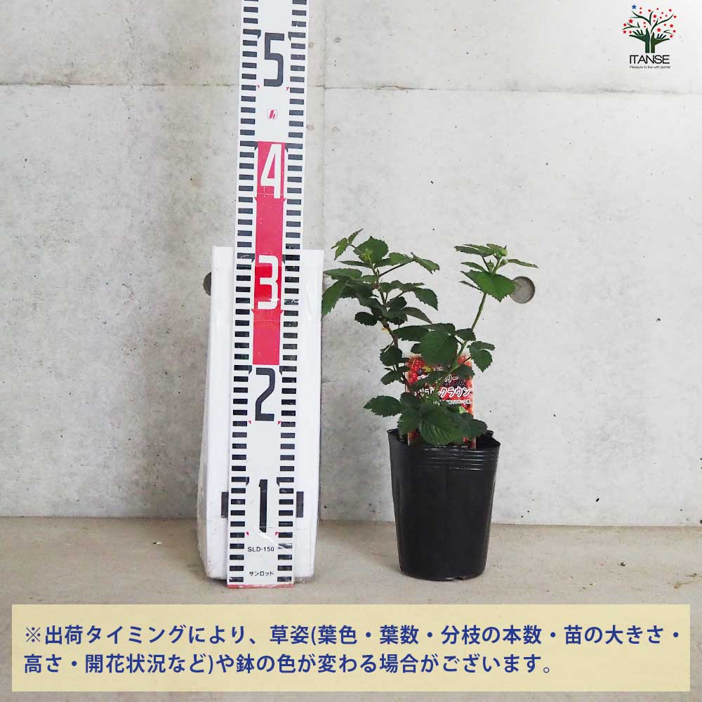 ブラックベリーの苗木 トリプルクラウン【果樹の苗 12cmポット 1年生