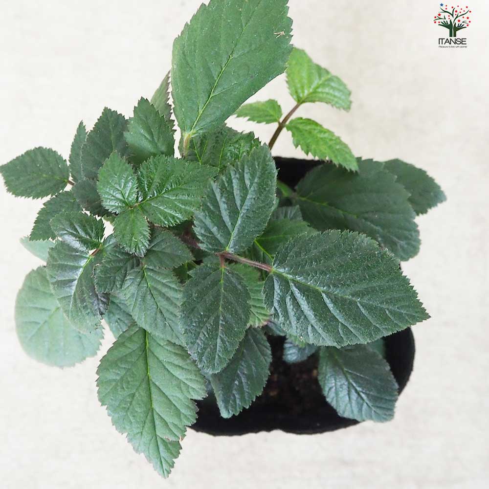 ブラックベリーの苗木 トリプルクラウン【果樹の苗 12cmポット 1年生