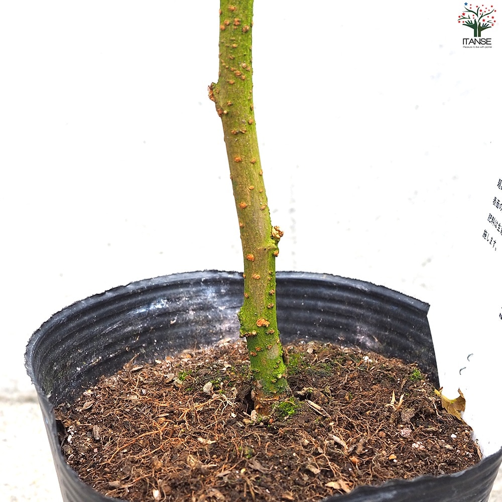 マルベリー(桑の木)大粒1本結実 苗木・植木