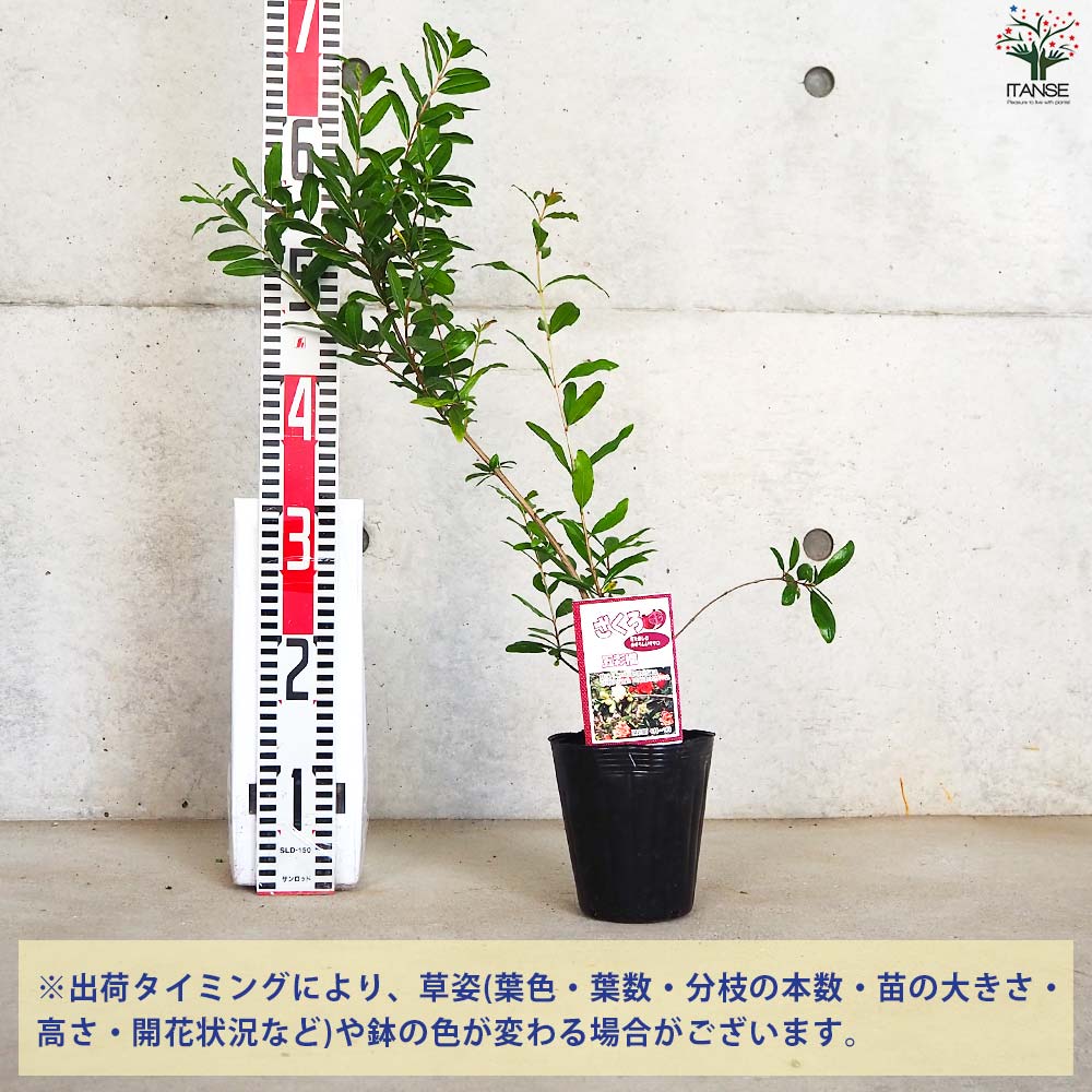 柘榴　作家物　木箱付き　香合　小さな逸品 柘榴 作家物 木箱付き 香合 小さな逸品