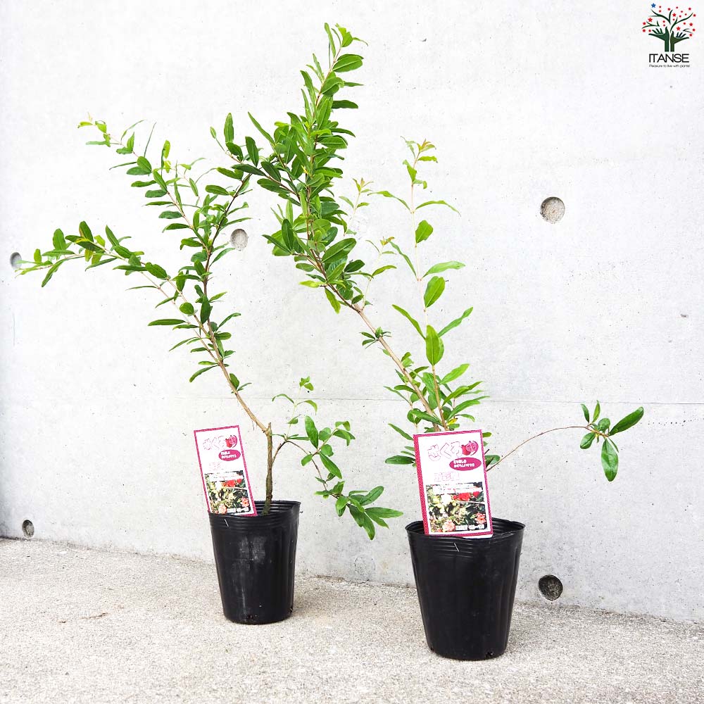 ザクロの苗木 品種：五彩榴(ゴサイザクロ)【果樹の苗 12cmポット 2年生