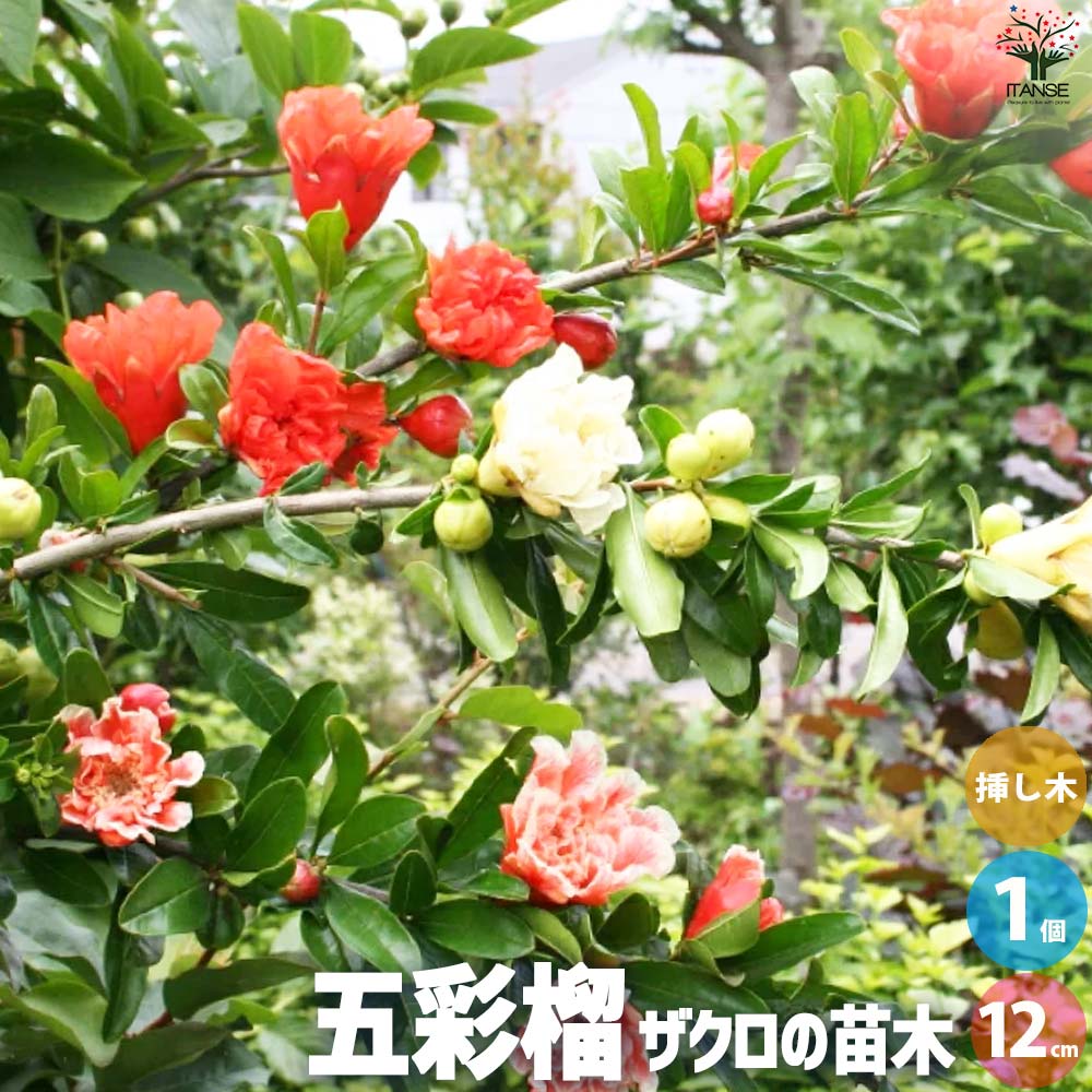 ザクロの苗木 品種：五彩榴(ゴサイザクロ)【果樹の苗 12cmポット