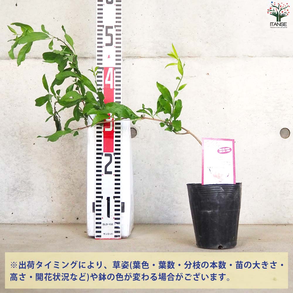 ザクロの苗木 品種：水晶【果樹の苗 12cmポット(大実ザクロ) 2年生