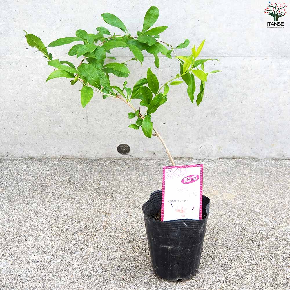 ザクロの苗木 品種：水晶【果樹の苗 12cmポット(大実ザクロ) 2年生