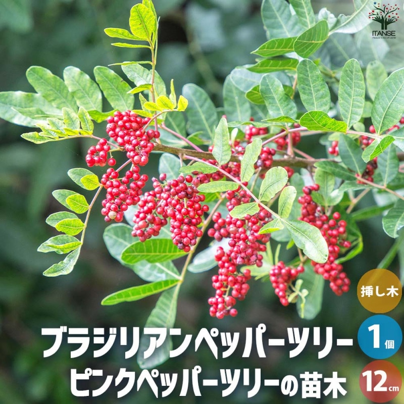 ラズベリーの苗木 イエローラズベリー【果樹の苗木 4～5号／1個売り