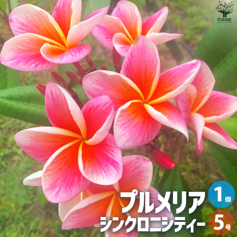 プルメリア｜【植物のITANSE】全品送料無料・即出荷!