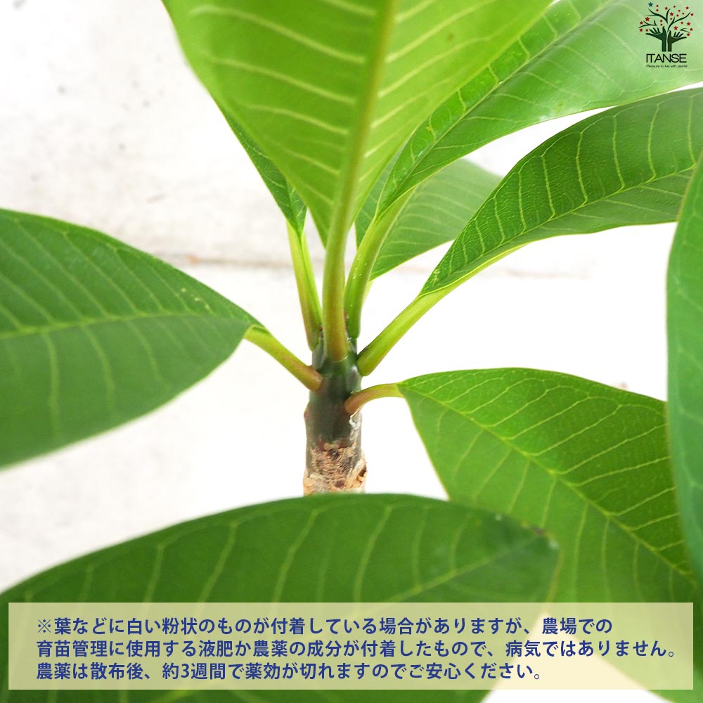 プルメリア苗木 品種：シンクロニシティー【花苗 5号鉢／1個売り