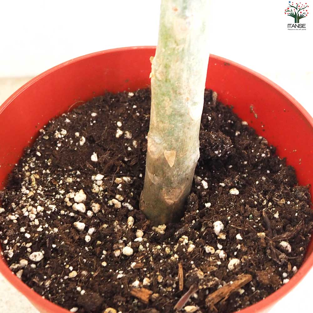 プルメリア苗木 品種：シンクロニシティー【花苗 5号鉢／1個売り